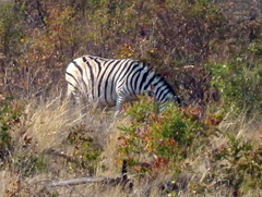 Equus quagga chapmani