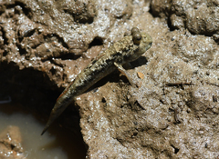 Periophthalmus