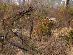 Equus quagga chapmani