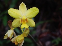 Spathoglottis pubescens