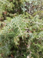 Juniperus