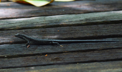 Emoia atrocostata