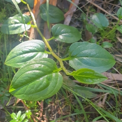 Hackelia latifolia