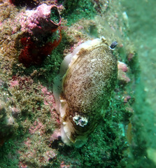 Aphelodoris varia