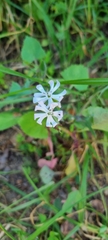 Silene undulata