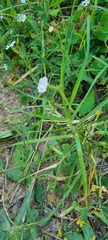 Silene undulata