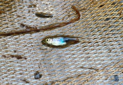 Trigonostigma truncata