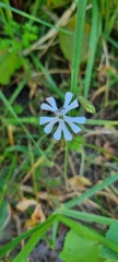 Silene undulata