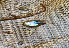 Trigonostigma truncata