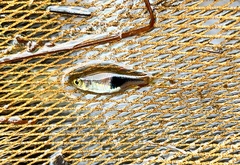 Trigonostigma truncata