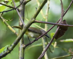 Pachycephala orpheus