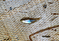 Trigonostigma truncata