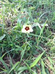 Hibiscus surattensis