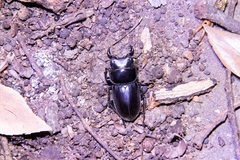 Dorcus hopei hopei