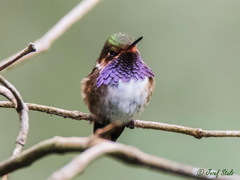 Selasphorus flammula