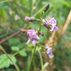 Glycine clandestina