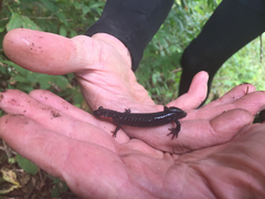 Plethodon jordani