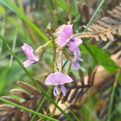 Glycine clandestina