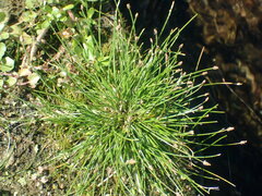 Eleocharis geniculata
