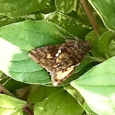Chrysodeixis chalcites