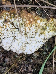 Trapelia placodioides