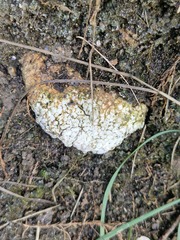 Trapelia placodioides