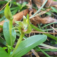 Chiloglottis valida