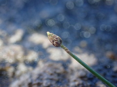 Eleocharis geniculata