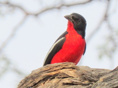 Laniarius atrococcineus
