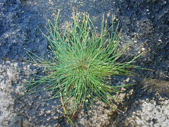 Eleocharis geniculata