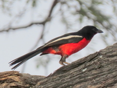 Laniarius atrococcineus