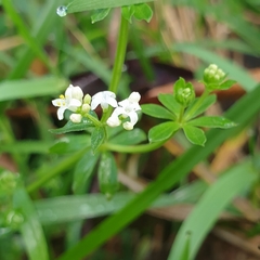 Asperula conferta