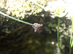 Eleocharis geniculata