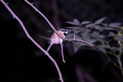 Aegithalos concinnus