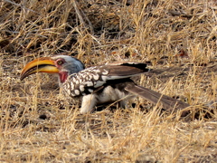 Tockus leucomelas leucomelas