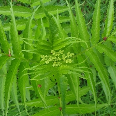 Sambucus gaudichaudiana