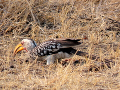 Tockus leucomelas leucomelas
