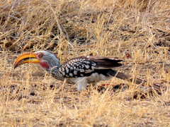 Tockus leucomelas leucomelas