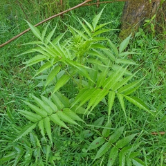 Sambucus gaudichaudiana