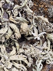 Ramalina siliquosa