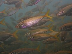 Trachurus novaezelandiae