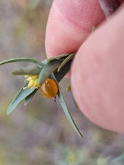 Pimelea microcephala