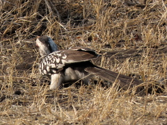 Tockus leucomelas leucomelas