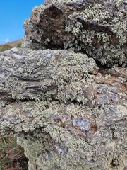 Ramalina siliquosa