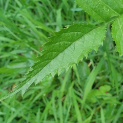 Sambucus gaudichaudiana