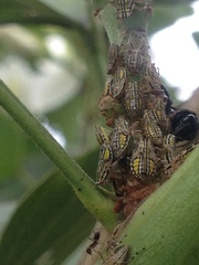 Aetalion reticulatum