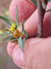Pimelea microcephala