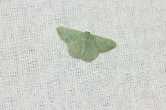 Geometridae