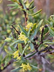 Pimelea microcephala