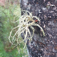 Ramalina celastri